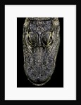 Alligator mississippiensis (american alligator) - snout by Anonymous