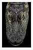 Alligator mississippiensis (american alligator) - snout by Anonymous
