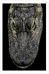 Alligator mississippiensis (american alligator) - snout by Anonymous