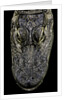 Alligator mississippiensis (american alligator) - snout by Anonymous