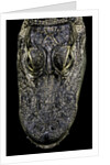 Alligator mississippiensis (american alligator) - snout by Anonymous