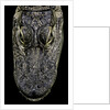Alligator mississippiensis (american alligator) - snout by Anonymous