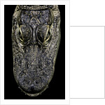 Alligator mississippiensis (american alligator) - snout by Anonymous