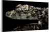 Alligator sinensis (chinese alligator) by Anonymous