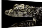 Alligator sinensis (chinese alligator) by Anonymous