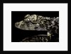 Alligator sinensis (chinese alligator) by Anonymous