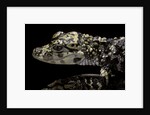 Alligator sinensis (chinese alligator) by Anonymous