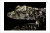 Alligator sinensis (chinese alligator) by Anonymous