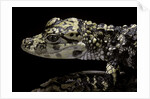 Alligator sinensis (chinese alligator) by Anonymous