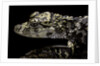 Alligator sinensis (chinese alligator) by Anonymous