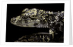 Alligator sinensis (chinese alligator) by Anonymous