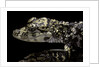 Alligator sinensis (chinese alligator) by Anonymous