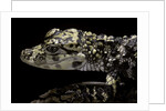 Alligator sinensis (chinese alligator) by Anonymous