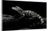 Alligator sinensis (chinese alligator) by Anonymous