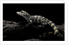 Alligator sinensis (chinese alligator) by Anonymous