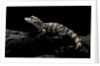 Alligator sinensis (chinese alligator) by Anonymous