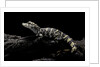 Alligator sinensis (chinese alligator) by Anonymous