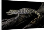 Alligator sinensis (chinese alligator) by Anonymous