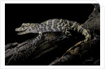 Alligator sinensis (chinese alligator) by Anonymous