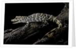 Alligator sinensis (chinese alligator) by Anonymous