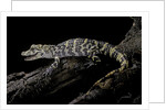 Alligator sinensis (chinese alligator) by Anonymous