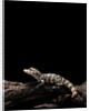 Alligator sinensis (chinese alligator) by Anonymous