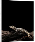Alligator sinensis (chinese alligator) by Anonymous