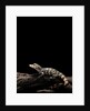 Alligator sinensis (chinese alligator) by Anonymous