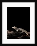 Alligator sinensis (chinese alligator) by Anonymous
