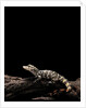 Alligator sinensis (chinese alligator) by Anonymous