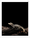 Alligator sinensis (chinese alligator) by Anonymous