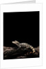 Alligator sinensis (chinese alligator) by Anonymous