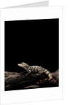 Alligator sinensis (chinese alligator) by Anonymous