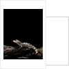 Alligator sinensis (chinese alligator) by Anonymous