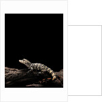 Alligator sinensis (chinese alligator) by Anonymous