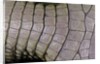 Caiman crocodilus) (spectacled caiman) - scales by Anonymous