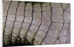 Caiman crocodilus) (spectacled caiman) - scales by Anonymous