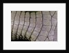 Caiman crocodilus) (spectacled caiman) - scales by Anonymous