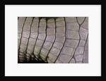 Caiman crocodilus) (spectacled caiman) - scales by Anonymous