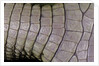 Caiman crocodilus) (spectacled caiman) - scales by Anonymous