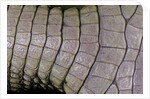 Caiman crocodilus) (spectacled caiman) - scales by Anonymous