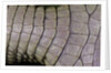 Caiman crocodilus) (spectacled caiman) - scales by Anonymous