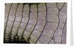 Caiman crocodilus) (spectacled caiman) - scales by Anonymous