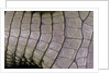 Caiman crocodilus) (spectacled caiman) - scales by Anonymous