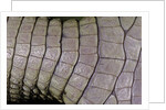 Caiman crocodilus) (spectacled caiman) - scales by Anonymous