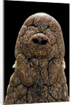 Crocodylus niloticus (Nile crocodile) - snout by Anonymous