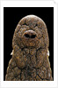 Crocodylus niloticus (Nile crocodile) - snout by Anonymous