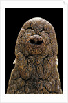 Crocodylus niloticus (Nile crocodile) - snout by Anonymous