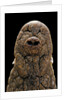 Crocodylus niloticus (Nile crocodile) - snout by Anonymous
