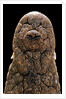 Crocodylus niloticus (Nile crocodile) - snout by Anonymous